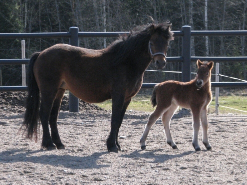 Starfall ja varsa