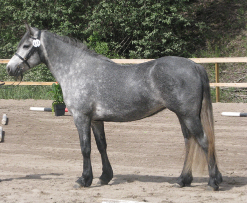 Anni